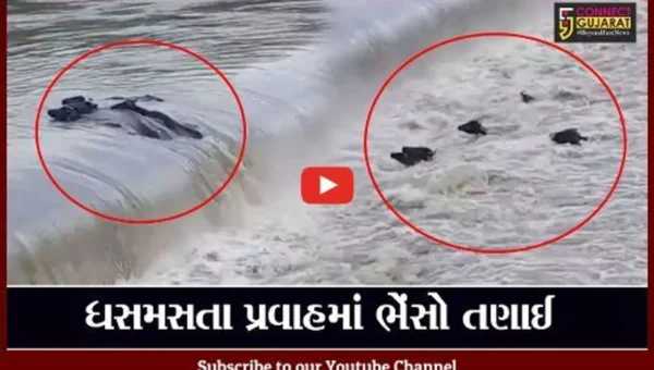 સાબરકાંઠા : તાજપુરની મેશ્વો નદીમાં અચાનક જળ પ્રવાહ વધતા 5 ભેંસ તણાઈ, જુઓ “LIVE” વિડિયો..!