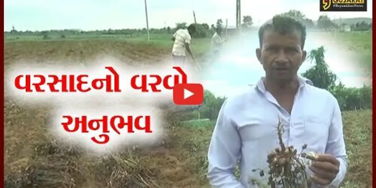 સાબરકાંઠા : ભારે વરસાદથી પશુઓ માટે ઘાસચારાના પણ ફાંફા, પાકો પણ પલળી ગયાં