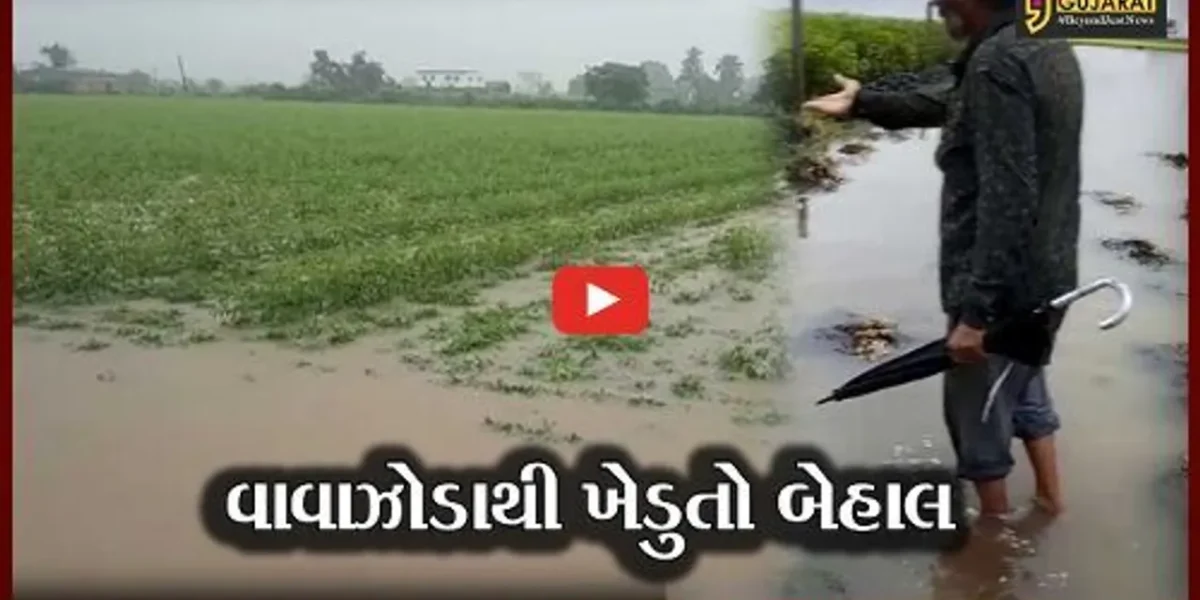 સૌરાષ્ટ્રમાં મગફળીના પાક પર વરસાદે ફેરવ્યું પાણી, કપાસને પણ નુકશાન