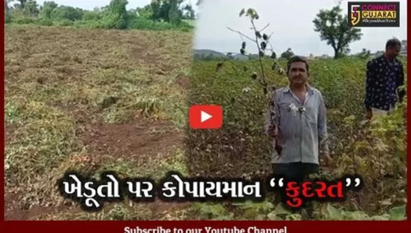 અમરેલી : પાછોતરા વરસાદથી મગફળીના પાકને વ્યાપક નુકશાન, વળતર ચૂકવાય તેવી ખેડૂતોને આશ