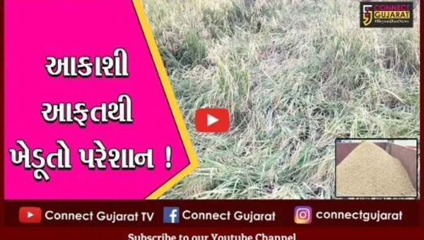 ભરૂચ: અંકલેશ્વર હાંસોટ તાલુકામાં પાછોતરા વરસાદને કારણે ડાંગરની ખેતીને વ્યાપક નુકસાન