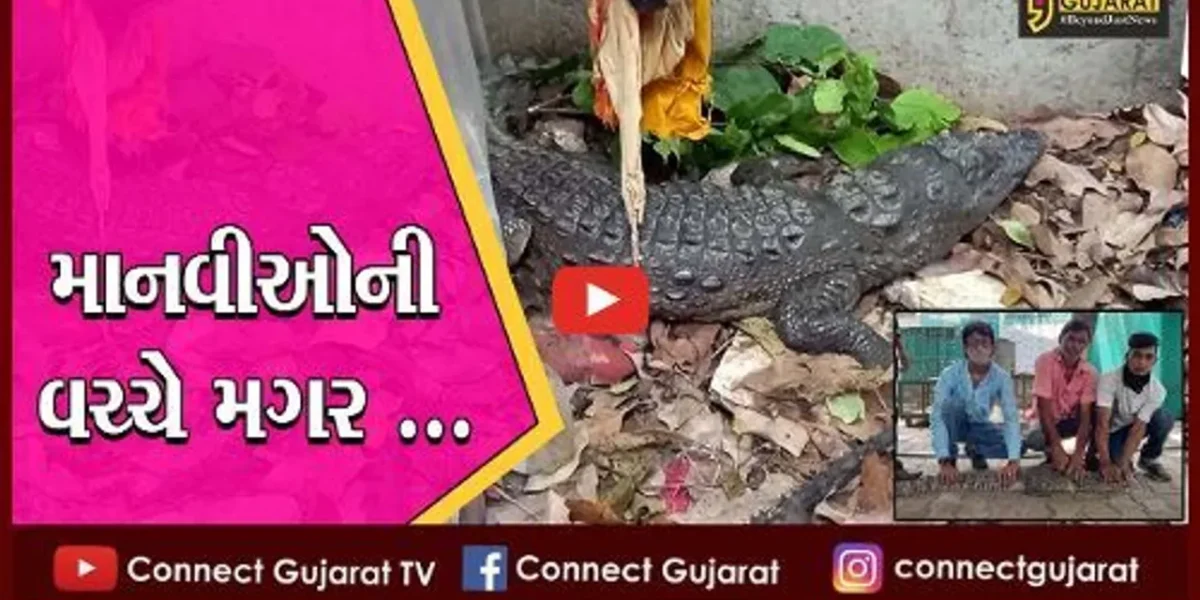 વડોદરા : શ્રમજીવીઓની બાજુમાં આવીને મગર બેસી ગયો, જુઓ લાલબાગ ઝુંપડપટ્ટીની દીલધડક ઘટના