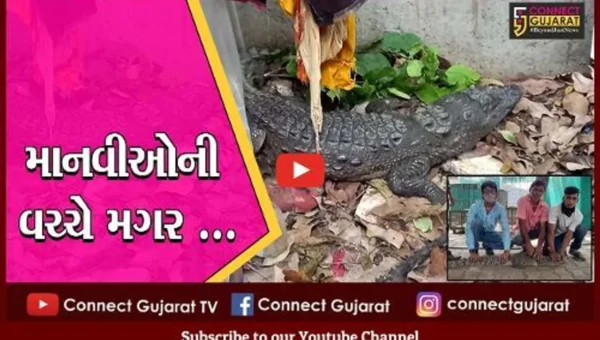 વડોદરા : શ્રમજીવીઓની બાજુમાં આવીને મગર બેસી ગયો, જુઓ લાલબાગ ઝુંપડપટ્ટીની દીલધડક ઘટના