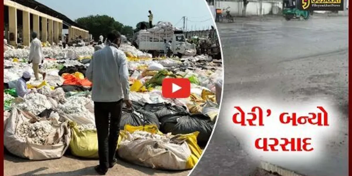 અમરેલી : બાબરા માર્કેટ યાર્ડમાં કપાસની પુષ્કળ આવક, પણ વરસાદે વધારી ખેડૂતોની ચિંતા..!