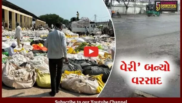 અમરેલી : બાબરા માર્કેટ યાર્ડમાં કપાસની પુષ્કળ આવક, પણ વરસાદે વધારી ખેડૂતોની ચિંતા..!