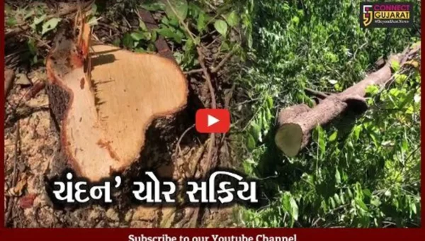 જુનાગઢ : ગિરનારના જંગલોમાંથી લાખો રૂપિયાના ચંદન-વૃક્ષની ચોરી, વનવિભાગ દોડતું થયું…
