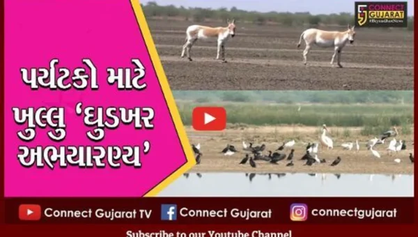 સુરેન્દ્રનગર: ઘુડખર અભયારણ્ય પર્યટકો માટે ખુલ્લું મુકાયું
