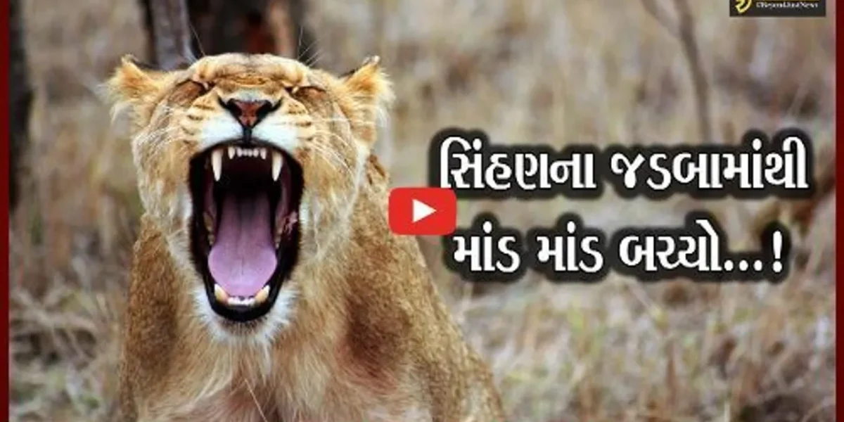 જુનાગઢ : ખેતમજૂર પર 2 સિંહણો ત્રાટકી, ધક્કો મારી નાસી જતાં માંડ માંડ બચ્યો..!