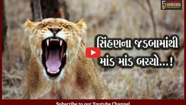 જુનાગઢ : ખેતમજૂર પર 2 સિંહણો ત્રાટકી, ધક્કો મારી નાસી જતાં માંડ માંડ બચ્યો..!