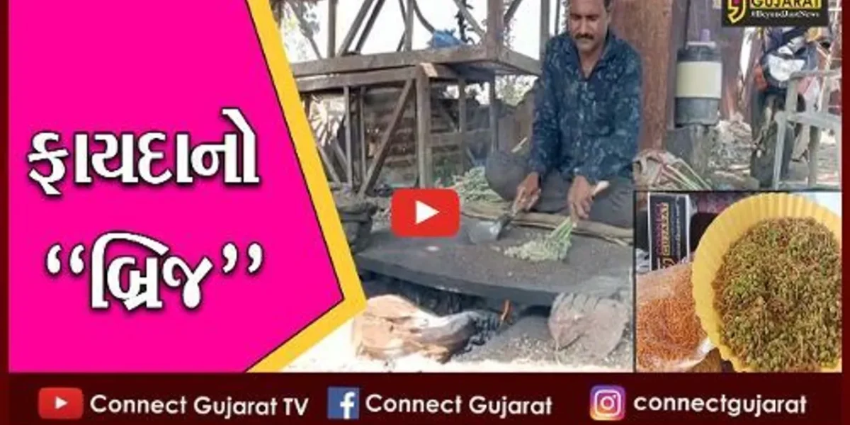 ભરૂચ : નર્મદા મૈયા બ્રિજથી ઉભી થઇ રોજગારીની નવી તકો, સ્થાનિકો ખુશખુશાલ