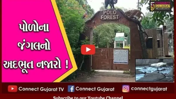 સાબરકાંઠા: પોળોનું જંગલ પ્રવાસીઓ માટે આકર્ષણનું કેન્દ્ર,જુઓ અદભૂત નજારો