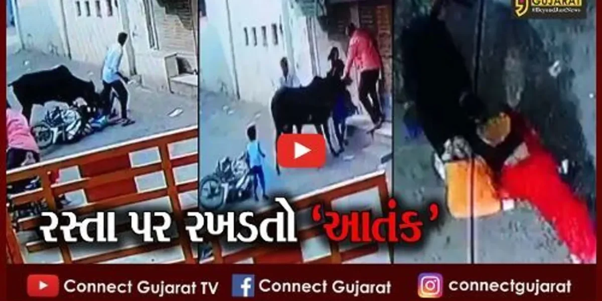 જુનાગઢ: શહેરમાં રખડતા ઢોરોનો ત્રાસ; એક ગાયે બે દંપતી સહિત 7 વાહનોને લીધા અડફેટે
