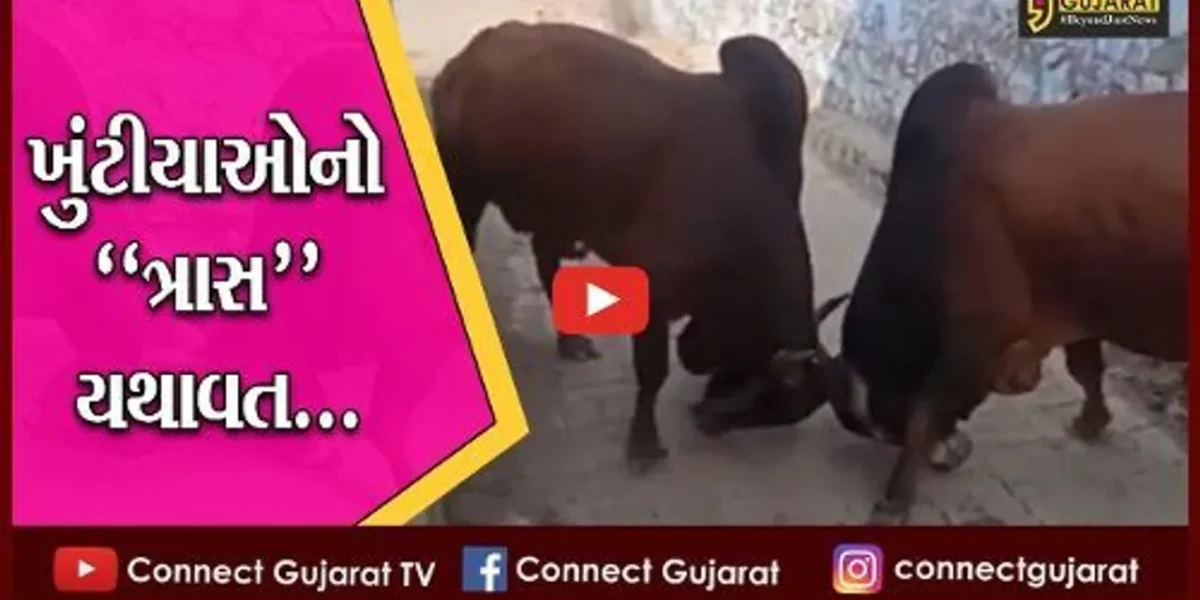 અમરેલી : બાબરાના બજારમાં બાખડ્યા 2 આખલા, સાંકડી ગલીમાં યુદ્ધે ચઢતા લોકોને હાલાકી…