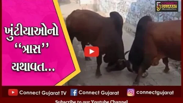અમરેલી : બાબરાના બજારમાં બાખડ્યા 2 આખલા, સાંકડી ગલીમાં યુદ્ધે ચઢતા લોકોને હાલાકી…