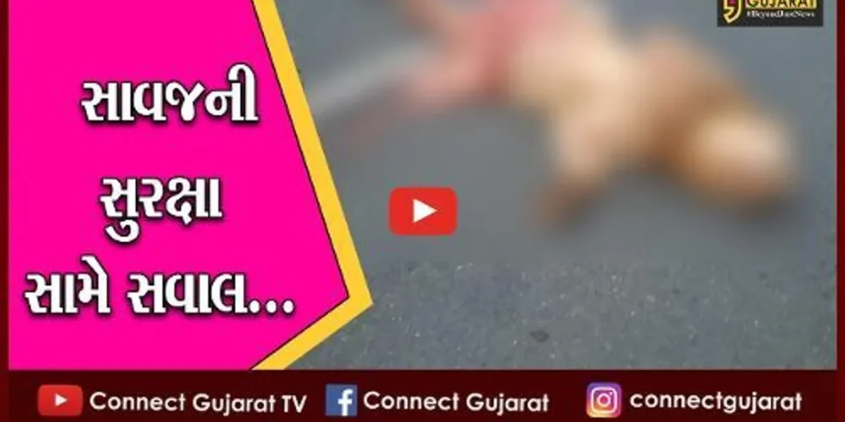અમરેલી : અજાણ્યા વાહનની ટક્કરે સિંહનું મોત, સાવજની સુરક્ષા મામલે વન વિભાગ બે’દરકાર…