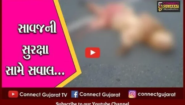 અમરેલી : અજાણ્યા વાહનની ટક્કરે સિંહનું મોત, સાવજની સુરક્ષા મામલે વન વિભાગ બે’દરકાર…