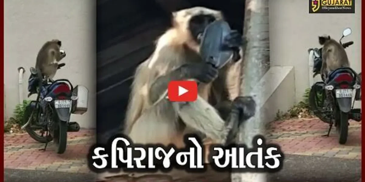 નવસારી: સુપા ગામનો ‘તોડફોડિયો’ કપિરાજ આખરે પાંજરે પુરાયો