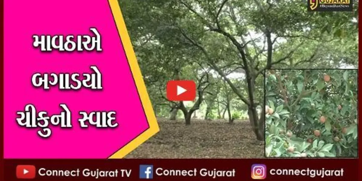 નવસારી : માવઠાના કારણે ચીકુનો સ્વાદ પડશે ફીકકો, ઓછા ભાવ ખેડુતોને ડુબાડશે