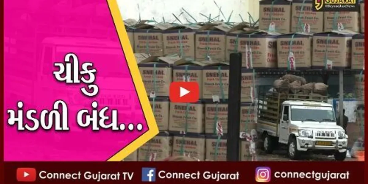 નવસારી : અમલસાડી ચીકુના સ્વાદ રસિયાઓને માવઠાએ આપ્યા માઠા સમાચાર..!