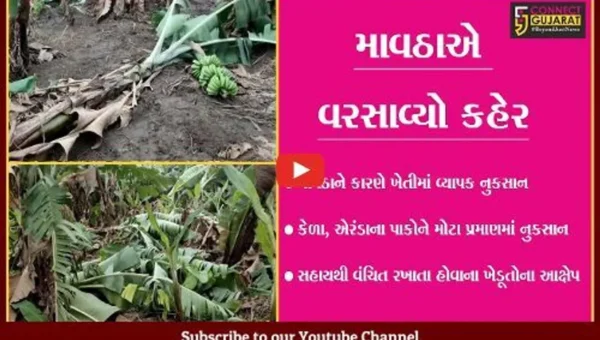 અમરેલી: કમોસમી વરસાદથી ખેતીના પાકને વ્યાપક નુકસાન, ખેડૂતો ચિંતાતુર