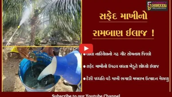ગીર સોમનાથ: લીલા નારિયેળના પાકમાં સફેદ માખીના ઉપદ્રવનો રામબાણ ઈલાજ,જુઓ યુવાન ખેડૂતે શું કર્યું