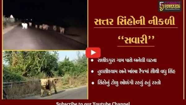 અમરેલી : રાજુલાથી ખાંભા વચ્ચે દેખાયું 17 સિંહોનું ટોળુ, આખી ઘટના કેમેરામાં કેદ