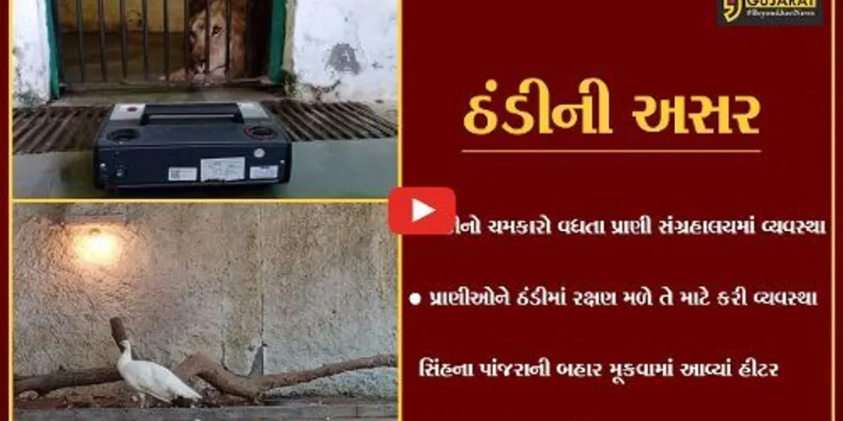 સુરત: તાપમાનનો પારો ગગડતા પ્રાણી સંગ્રહાલયમાં વન્ય જીવો માટે હીટરની કરાઈ વ્યવસ્થા