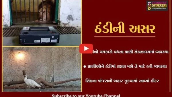 સુરત: તાપમાનનો પારો ગગડતા પ્રાણી સંગ્રહાલયમાં વન્ય જીવો માટે હીટરની કરાઈ વ્યવસ્થા