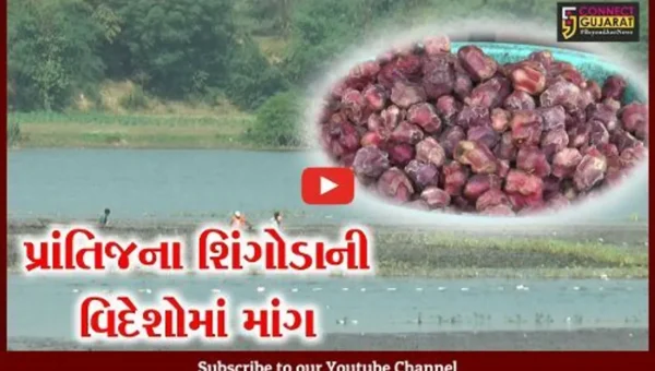 સાબરકાંઠા : દુબઈ અને અમેરિકા સહિતના દેશોમાં વધી પ્રાંતિજના દેશી શિંગોડાની માગ, જુઓ શું છે ખાસિયત..!