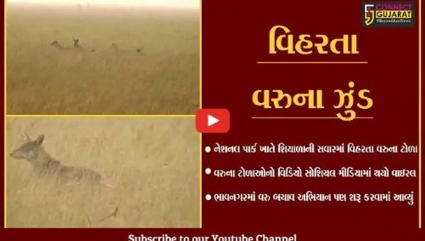 ભાવનગર : શિયાળાની સવારમાં વિહરતા વરુના ઝુંડનો વિડિયો થયો વાઇરલ, તમે પણ જુઓ…