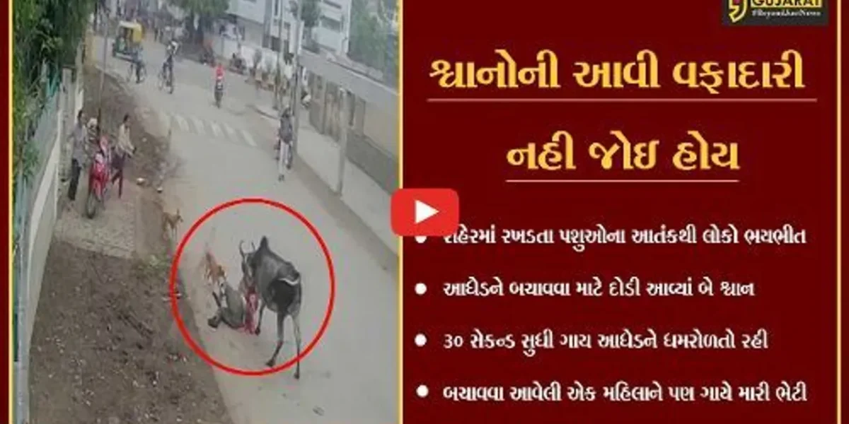 ભાવનગર : ગાયે આધેડ પર અચાનક કર્યો હુમલો, જુઓ કોણ પહેલું દોડયું બચાવવા માટે