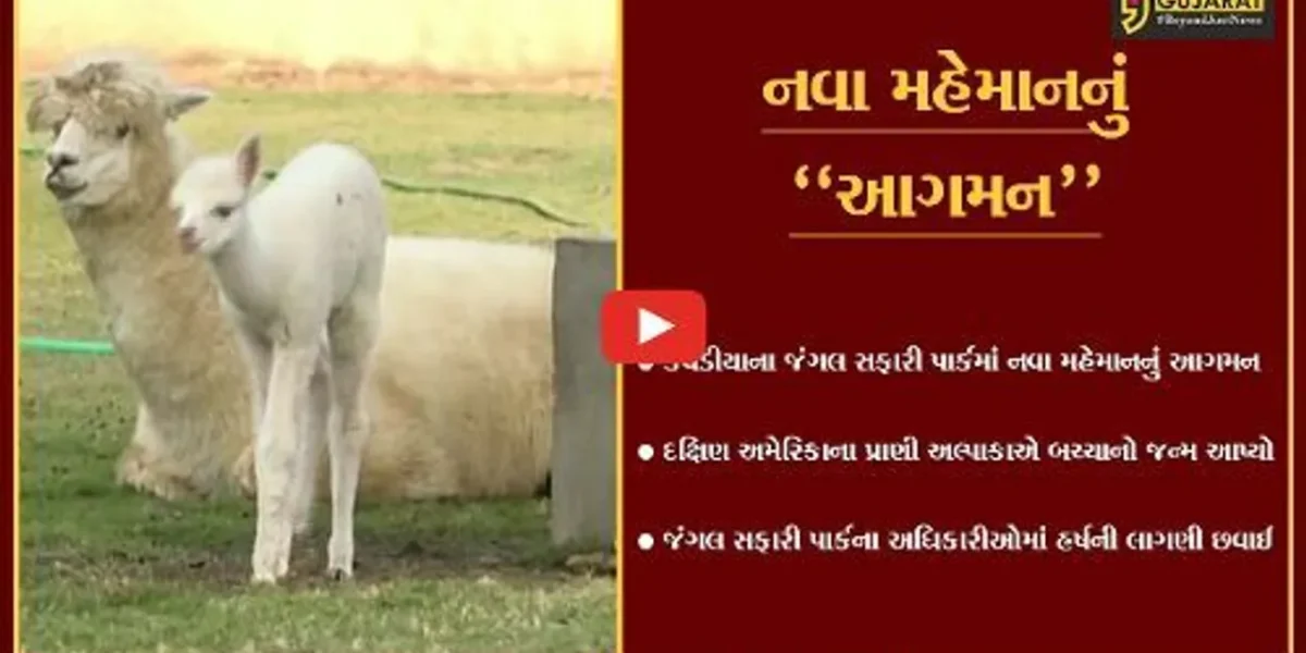 નર્મદા : જંગલ સફારી પાર્કમાં દક્ષિણ અમેરિકાના વન્યપ્રાણી અલ્પાકાએ બચ્ચાને જન્મ આપ્યો, અધિકારીઓમાં હર્ષની લાગણી
