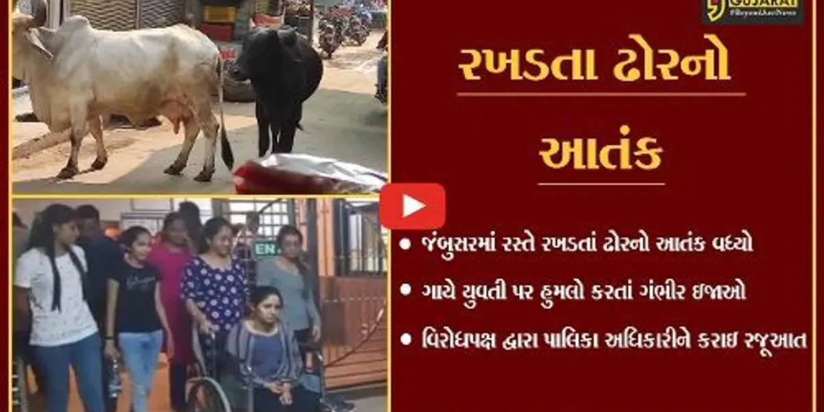 ભરૂચ: જંબુસરમાં રસ્તે રખડતા ઢોરનો આતંક; ગાયે હુમલો કરતા યુવતીને ગંભીર ઇજાઓ