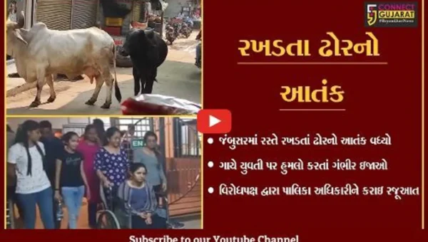 ભરૂચ: જંબુસરમાં રસ્તે રખડતા ઢોરનો આતંક; ગાયે હુમલો કરતા યુવતીને ગંભીર ઇજાઓ