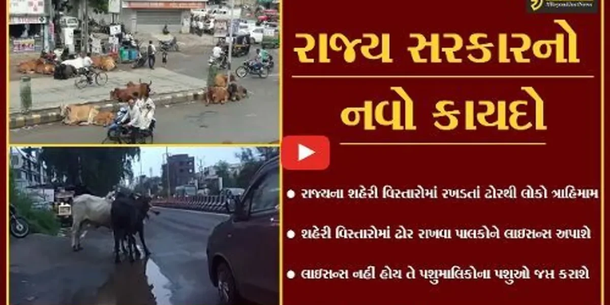 ગુજરાત સરકાર લાવશે “નવો કાયદો” : રખડતાં ઢોરની સમસ્યા નિવારવા પશુપાલકોએ લાઇસન્સ લેવું પડશે…