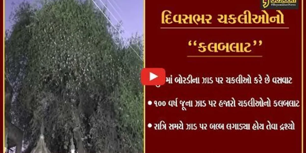 કચ્છ : 100 વર્ષ જૂના બોરડીના ઝાડ પર હજારો ચકલીઓનો વસવાટ, જુઓ અનોખા દ્રશ્યો.
