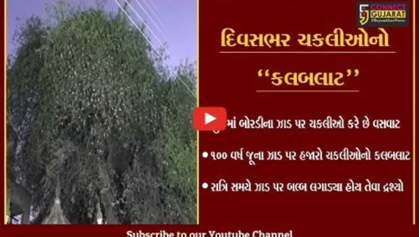 કચ્છ : 100 વર્ષ જૂના બોરડીના ઝાડ પર હજારો ચકલીઓનો વસવાટ, જુઓ અનોખા દ્રશ્યો.