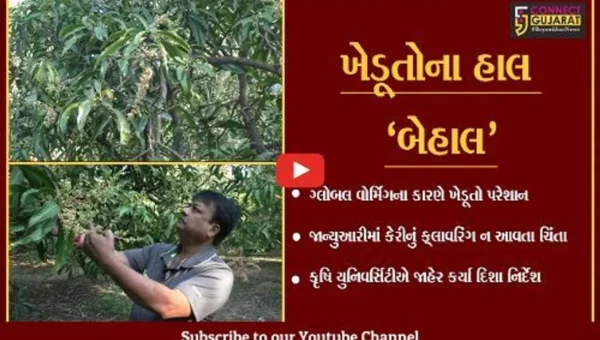 નવસારી : વાતાવરણમાં આવતા પલટાના કારણે ખેડૂતો પરેશાન, કૃષિ યુનિવર્સિટી આવી પડખે