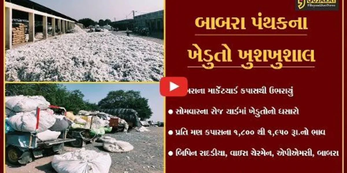અમરેલી : બાબરા માર્કેટીંગ યાર્ડમાં એક જ દિવસમાં 22 હજાર મણ કપાસની આવક