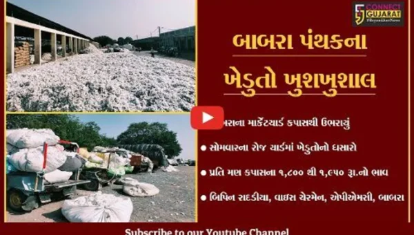 અમરેલી : બાબરા માર્કેટીંગ યાર્ડમાં એક જ દિવસમાં 22 હજાર મણ કપાસની આવક