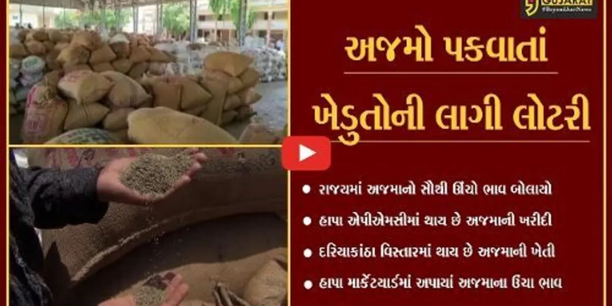 જામનગર : હાપા એપીએમસીમાં 20 કીલો અજમાનો સાત હજાર રૂપિયા ભાવ બોલાયો, ખેડુતો ખુશખુશાલ