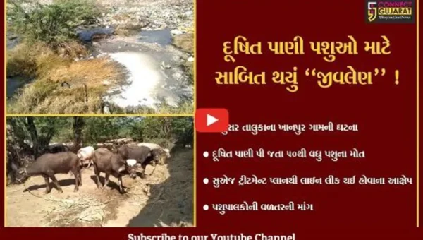 ભરૂચ: જંબુસરના ખાનપૂર ગામે 15 દિવસમાં 50થી વધુ પશુઓના મોત,જાણો શું છે કારણ