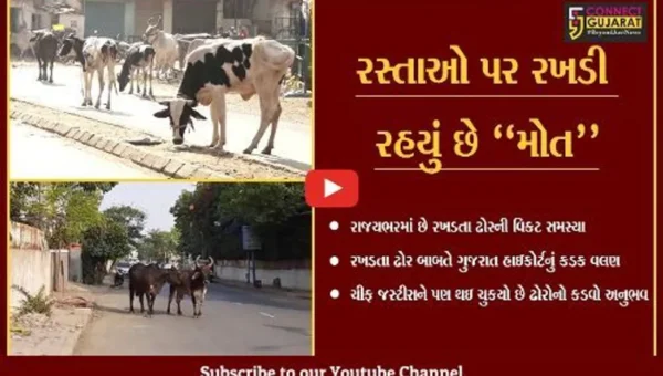 અમદાવાદ : રખડતા ઢોરની સમસ્યાનો હલ કયારે ? સામાન્ય લોકો જ નહિ ચીફ જસ્ટીસને પણ કડવો અનુભવ