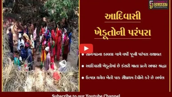 તાપી : આદિવાસી ખેડૂતોની અનોખી પરંપરા, કાવલા ગામે કંસરી માતાને ધરાવાય છે પહેલો પાક.