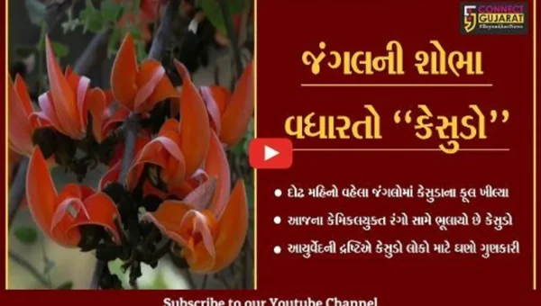 દોઢ મહિનો વહેલા કેસુડાએ જંગલોની શોભા વધારી, ઠેર ઠેર ખીલી ઉઠ્યા કેસુડાના ફૂલ…