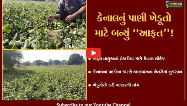 ભરૂચ: ટંકારીયા ગામે કેનાલ લીકેજ થવાના કારણે ખેડૂતોના પાકને વ્યાપક નુકશાન,વળતરની માંગ