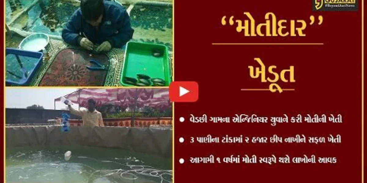 તાપી : વેડછી ગામનો એન્જિનિયર યુવાન બન્યો “મોતીદાર” ખેડૂત, પાણીના ટાંકામાં મોતીની સફળ ખેતી કરી.