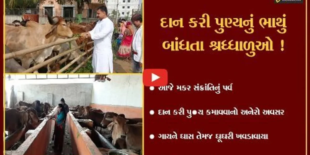 ભરૂચ: મકર સંક્રાંતિ પર્વ પર ગાય માતાને ઘાસ તેમજ ઘૂઘરી ખવડાવી પુણ્યનું ભાથુ બાંધતા શ્રધ્ધાળુઓ