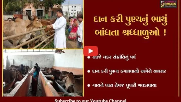 ભરૂચ: મકર સંક્રાંતિ પર્વ પર ગાય માતાને ઘાસ તેમજ ઘૂઘરી ખવડાવી પુણ્યનું ભાથુ બાંધતા શ્રધ્ધાળુઓ