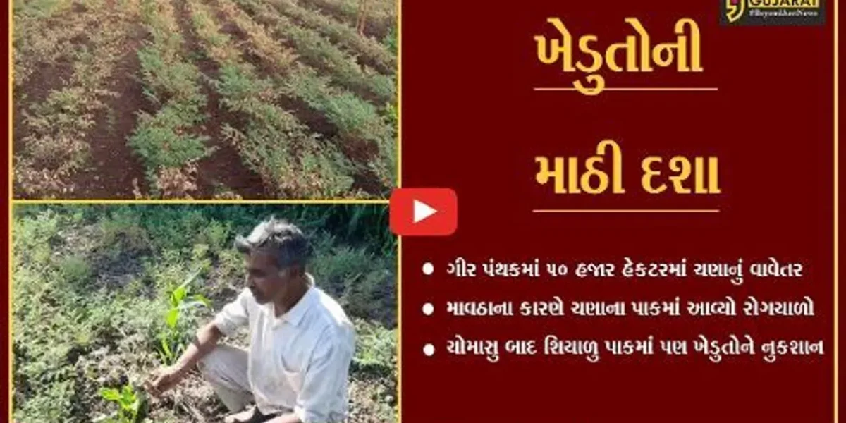 સોમનાથ : ગીર પંથકમાં માવઠાનો માર, ચણાના ઉત્પાદનમાં 50 ટકાનો ઘટાડો